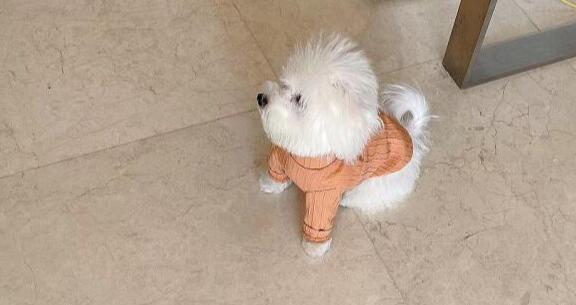 馬爾濟(jì)斯犬多少錢一只
